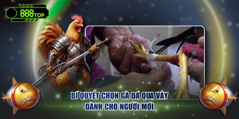 Bí quyết chọn gà đá qua vảy dành cho người mới