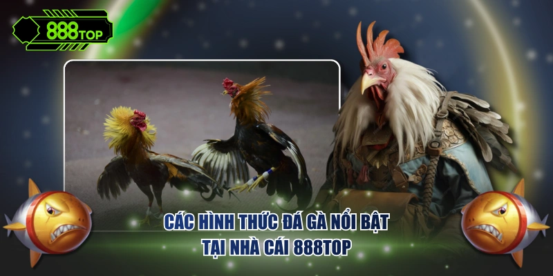 Các hình thức đá gà nổi bật tại nhà cái 888TOP