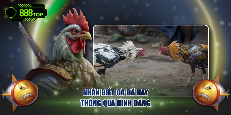 Nhận biết gà đá hay thông qua hình dáng