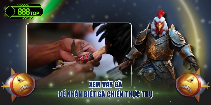 Xem vảy gà để nhận biết gà chiến thực thụ